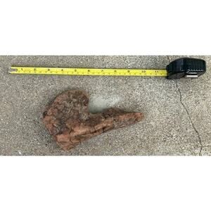 Ohio River Driftwood 7"x4"x2.5"